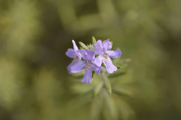 Alecrim Costeiro Nome Latino Westringia Fruticosa — Fotografia de Stock