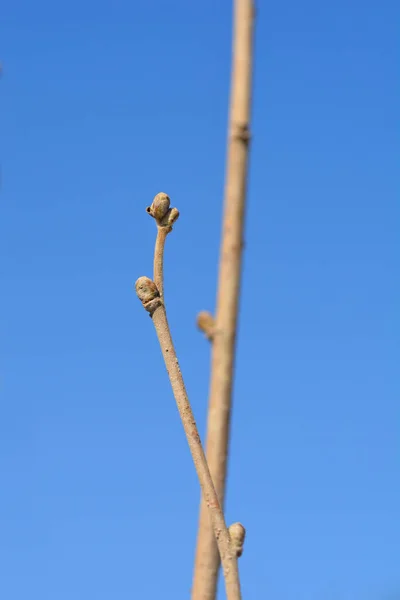 Hazelaar Met Knoppen Tegen Blauwe Lucht Latijnse Naam Corylus Avellana — Stockfoto