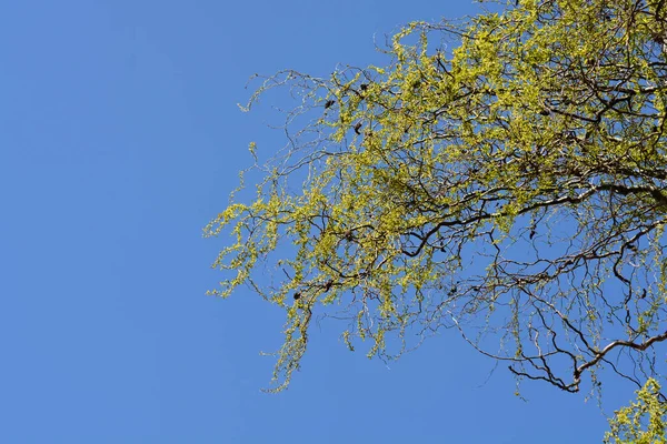 Dragons Griffe Branches Saule Avec Nouvelles Feuilles Fleurs Contre Ciel — Photo