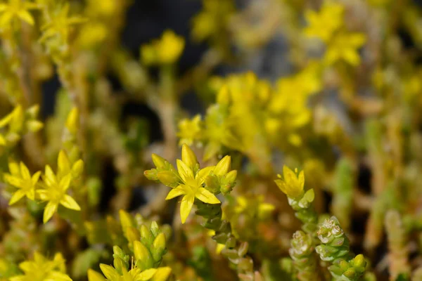 Goldmoss Stonecrop Latin Név Sedum Acre — Stock Fotó