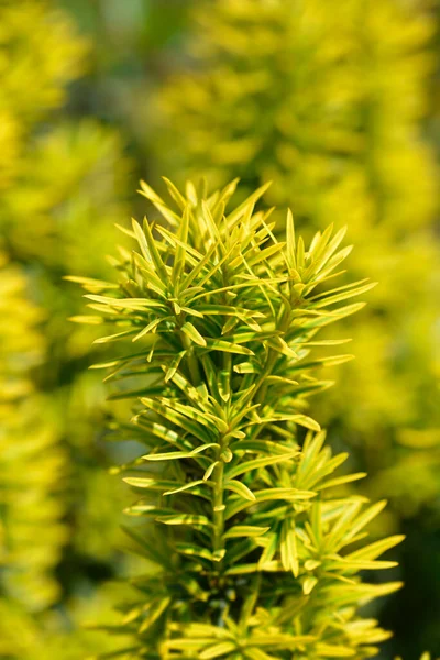 Irish Yew Fastigiata Latin Name Taxus Baccata Fastigiata — Stock Photo, Image