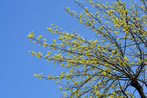Branches Érable Norvège Avec Des Fleurs Contre Ciel Bleu Nom — Photo