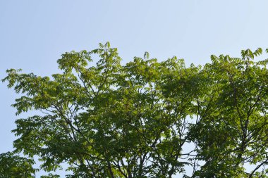 Cennet ağacı mavi gökyüzüne karşı - Latince adı - Ailanthus altissima