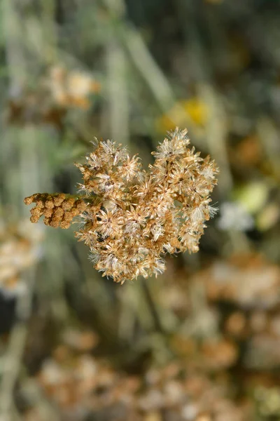Włoski Wieczne Nasiona Nazwa Łacińska Helichrysum Italicum — Zdjęcie stockowe