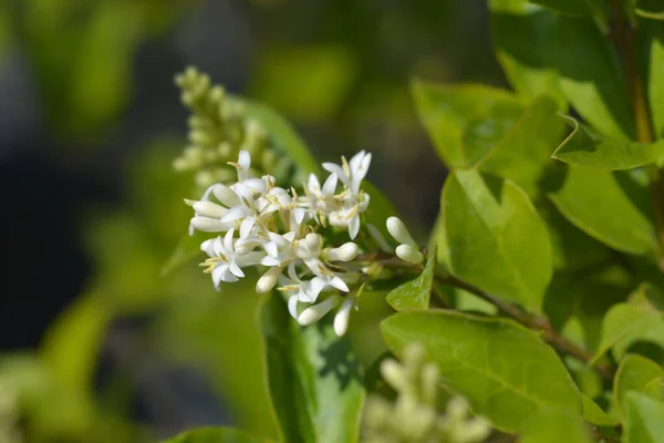 Kwiaty Liściaste Owalne Nazwa Łacińska Ligustrum Ovalifolium — Zdjęcie stockowe