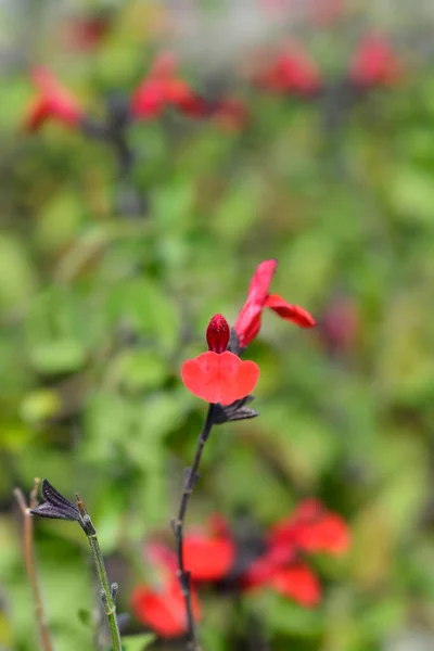 Dziecko Mędrzec Czerwony Aksamit Kwiaty Nazwa Łacińska Salvia Microphylla Red — Zdjęcie stockowe