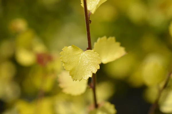 Artctic Dwarf Birch Golden Treasure Leaf Latin Name Betula Nana — Stock Photo, Image