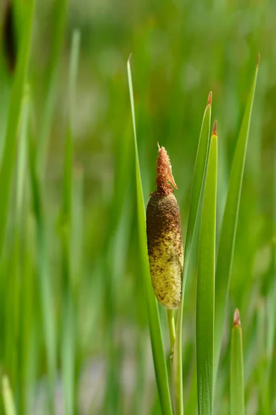 Cattail 라틴어 Typha Shtleworthii — 스톡 사진