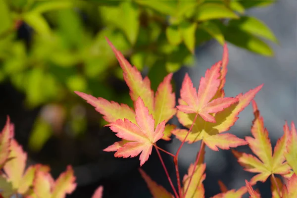 Japon Maple Sango Kaku Latince Adı Acer Palmatum Sango Kaku — Stok fotoğraf