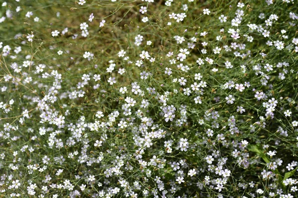 Saxifrage Pink ラテン語名 ペトルロハギアSaxifriaga — ストック写真