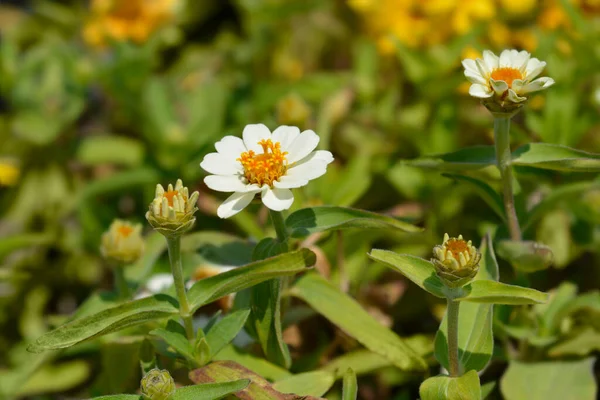 Flores Brancas Comuns Zinnia Nome Latino Zinnia Elegans — Fotografia de Stock