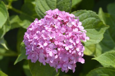 Fransız ortancası - Latince adı - Hydrangea makrophylla