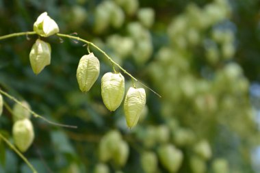 Yeşil tohumlu altın yağmur ağacı dalları - Latince adı - Koelreuteria paniculata