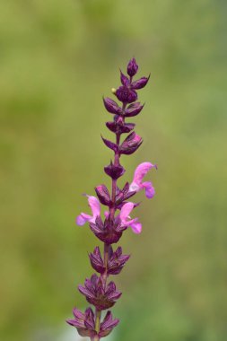 Balkan clary çiçekleri - Latince adı - Salvia nemorosa