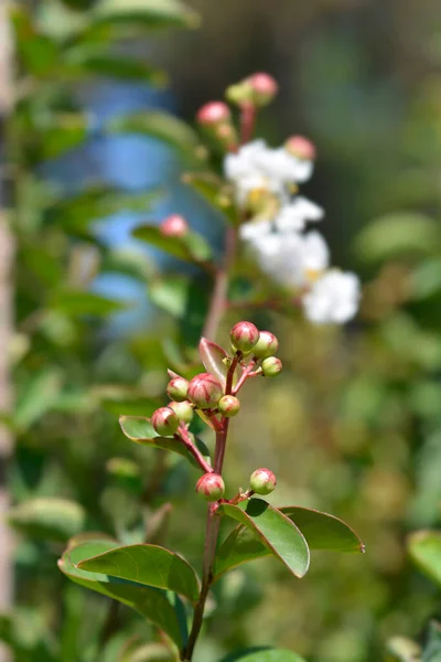 Crepe Myrtle White Sensation Květinové Pupeny Latinský Název Lagerstroemia Indica — Stock fotografie