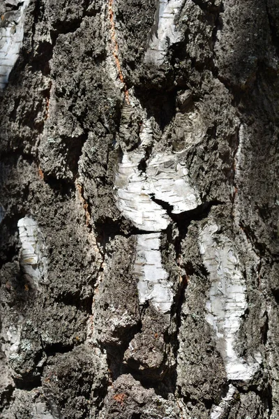 Björkbark Detalj Latinskt Namn Betula Pendula — Stockfoto