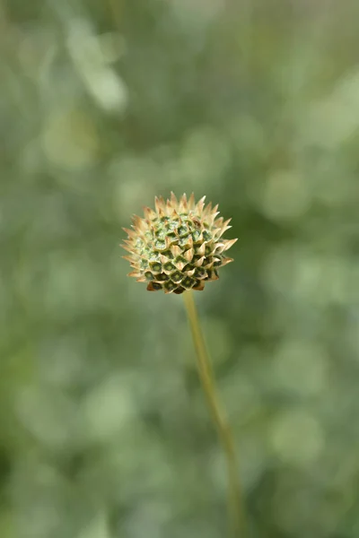 Tête Graines Cephalaria Jaune Soyeux Nom Latin Cephalaria Flava — Photo