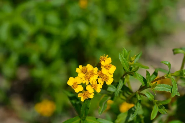 Mexican Marigold Latin Name Tagetes Lucida — Stock Photo, Image
