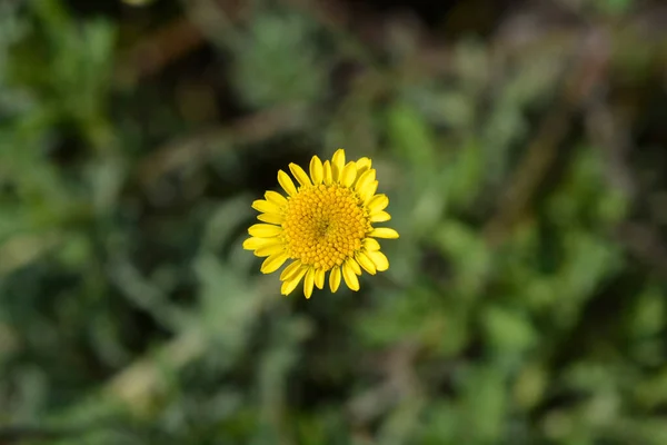 Żółty Kwiat Rumianku Nazwa Łacińska Cota Tinctoria Anthemis Tinctoria — Zdjęcie stockowe