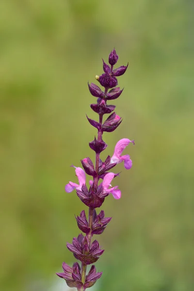 Flores Clárias Balcanas Nome Latino Salvia Nemorosa — Fotografia de Stock