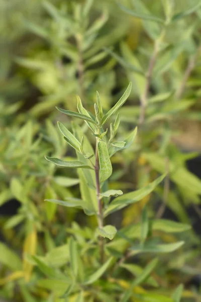 Feuilles Barbe Bleue Nom Latin Caryopteris Clandonensis — Photo