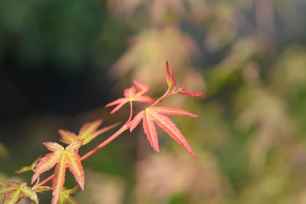 Nain Rose Maple Wilsons Japonais Nom Latin Acer Palmatum Nain — Photo