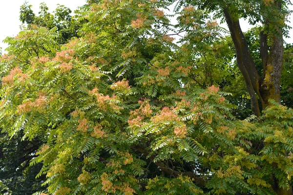 Cennet Ağacı Latince Adı Ailanthus Altissima — Stok fotoğraf