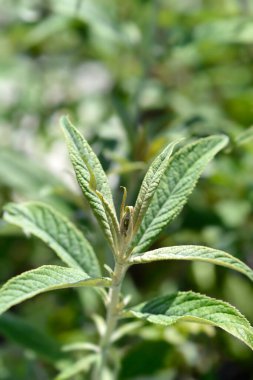 Beyaz Leylak Balosu Latince adı: Buddleja Beyaz Balosu