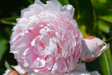 Şakayık Sarah Bernhardt - Latince adı - Paeonia lactiflora Sarah Bernhardt