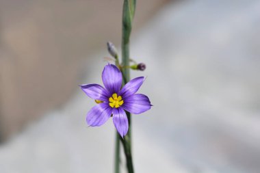 Narrow-leaf blue-eyed grass - Latin name - Sisyrinchium angustifolium clipart