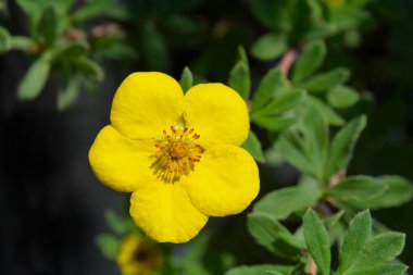 Shrubby Cinquefoil Goldteppich sarı çiçek - Latin adı - Potentilla fruticosa Goldteppich