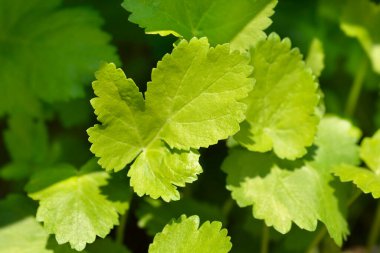 Yaban havucu yaprakları - Latince adı - Pastinaca sativa