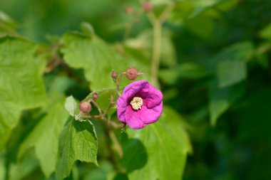 Çiçekli ahududu pembesi çiçeği yakın plan - Latince adı Rubus odoratus