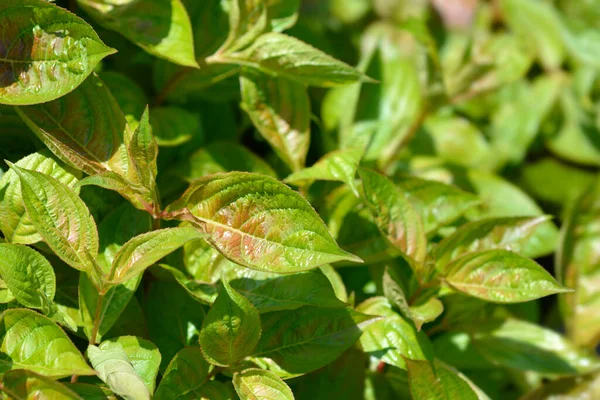 Weigela Wings Fire Leaves Латинское Название Weigela Florida Wings Fire — стоковое фото