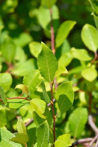 Kilmarnock Pilträd Latinskt Namn Salix Caprea Kilmarnock — Stockfoto