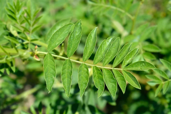 Φύλλα Γλυκόριζας Λατινική Ονομασία Glycyrrhiza Glabra — Φωτογραφία Αρχείου