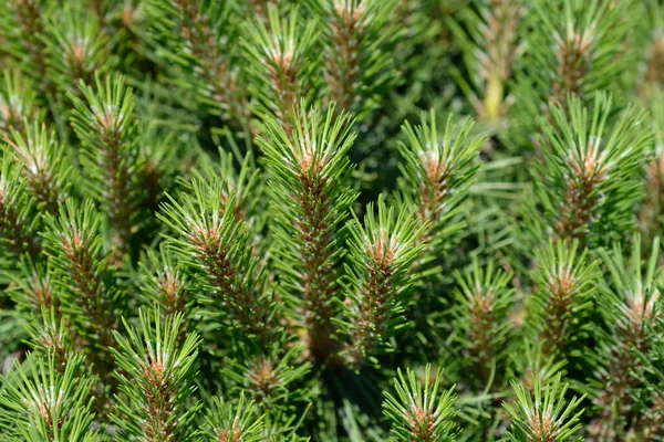 Dwarf Black Pine Pierrick Bregeon Latin Name Pinus Nigra Pierrick Stock Picture