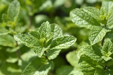 Naneli Yapraklar - Latince adı - Mentha spicata