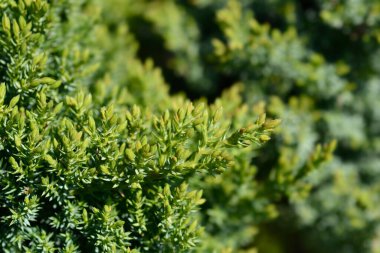 Cüce Japon bahçe ardıcı - Latince adı - Juniperus procumbens Nana