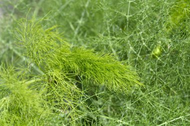 Genel rezene yaprakları - Latince adı - Foeniculum vulgare