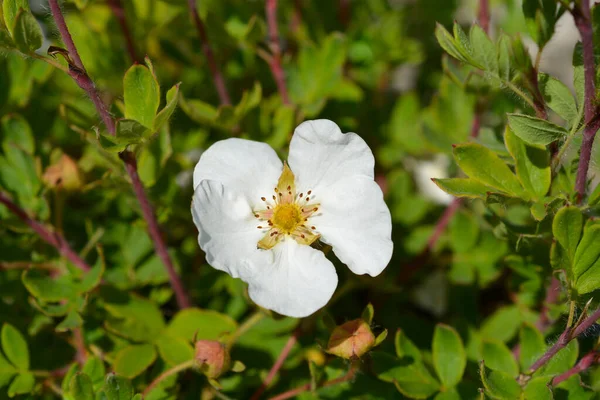 Shrubby Cinquefoil Bella Bianca Łacińska Nazwa Potentilla Fruticosa Bella Bianca — Zdjęcie stockowe