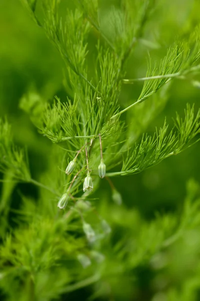 Smala Blad Sparris Små Blommor Latinskt Namn Sparris Tenuifolius — Stockfoto