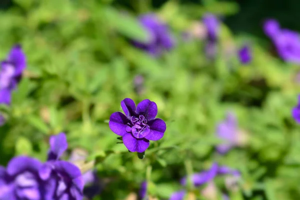 Miljoner Klockor Dubbel Blå Blomma Latinskt Namn Calibrachoa Hybrid — Stockfoto