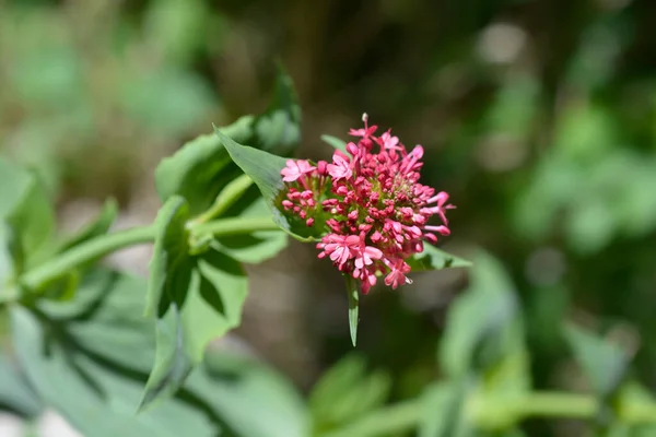 Назва Червоного Валеріанто Латинського Типу Centranthus Ruber — стокове фото