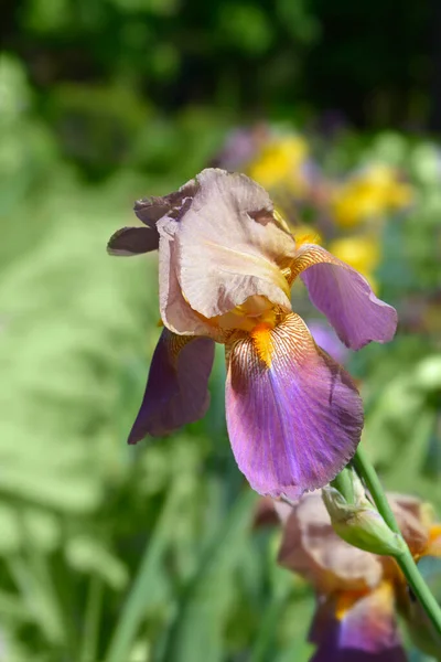 Iris Barbuto Alto Banjo Uomo Fiore Nome Latino Iris Barbata — Foto Stock