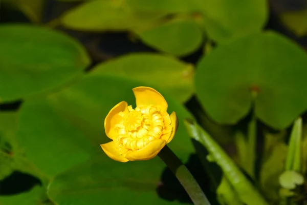 Lírio Água Amarela Nome Latino Nuphar Lutea — Fotografia de Stock