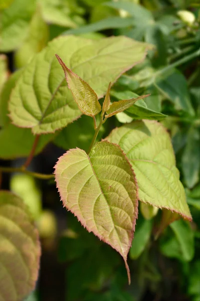 Kolomikta Vine Leaves Nama Latin Actinidia Kolomikta — Stok Foto