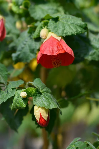 Flores Vermelhas Lanterna Chinesas Nome Latino Híbridos Abutônio — Fotografia de Stock