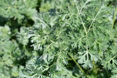Pelin otu yaprakları - Latince adı - Artemisia absinthium