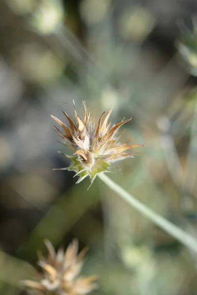 Bitumen Trefoil Seed Head Latinský Název Bituminaria Bituminosa — Stock fotografie